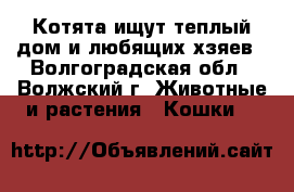 Котята ищут теплый дом и любящих хзяев - Волгоградская обл., Волжский г. Животные и растения » Кошки   